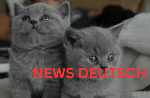 BKH Kitten kaufen – Worauf Sie achten sollten