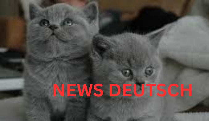 BKH Kitten kaufen – Worauf Sie achten sollten