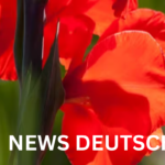 Geburtsblume August – Bedeutung, Symbolik und Wissenswertes
