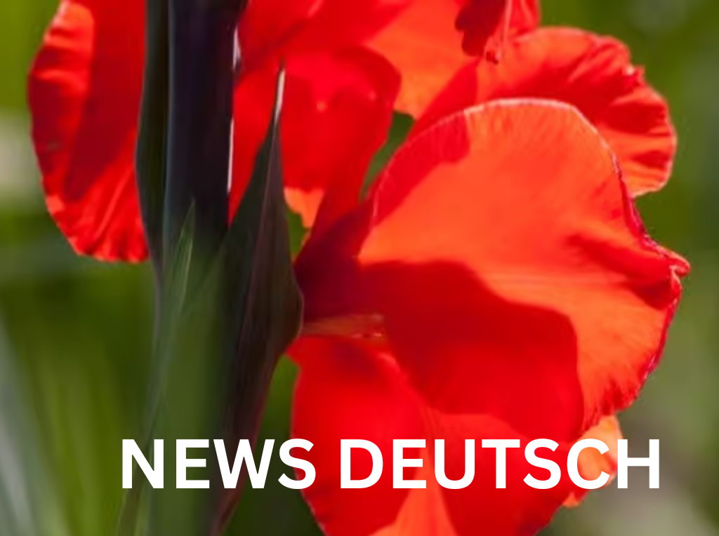 Geburtsblume August – Bedeutung, Symbolik und Wissenswertes
