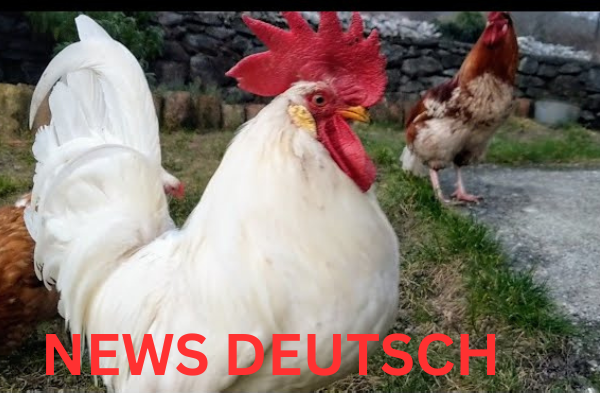 Roosters Forum – Die digitale Heimat der Fans