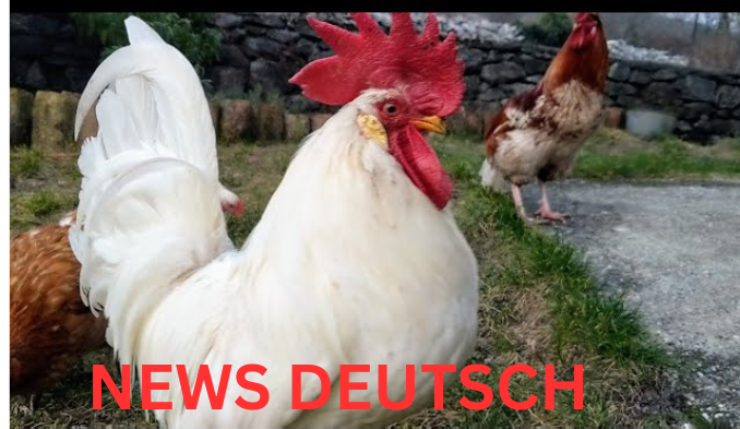 Roosters Forum – Die digitale Heimat der Fans