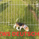 Der Hundezaun Ein Muss für Jeden Hundebesitzer