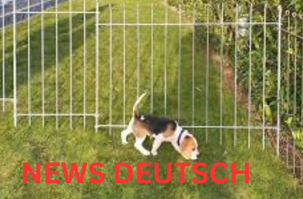 Der Hundezaun: Ein Muss für Jeden Hundebesitzer Der Hundezaun Ein Muss für Jeden Hundebesitzer