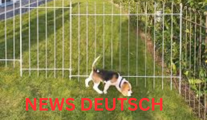 Der Hundezaun Ein Muss für Jeden Hundebesitzer