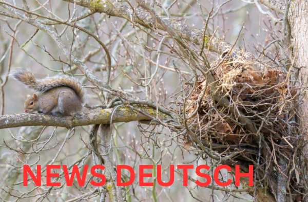 _Eichhörnchen Kobel Ein faszinierendes Zuhause für die kleinen Akrobaten
