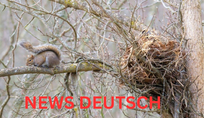 _Eichhörnchen Kobel Ein faszinierendes Zuhause für die kleinen Akrobaten