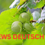 Der Haselnussstrauch Pflege, Schneiden und Kauf-Tipps für eine erfolgreiche Gartengestaltung