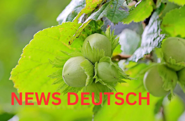 Der Haselnussstrauch Pflege, Schneiden und Kauf-Tipps für eine erfolgreiche Gartengestaltung