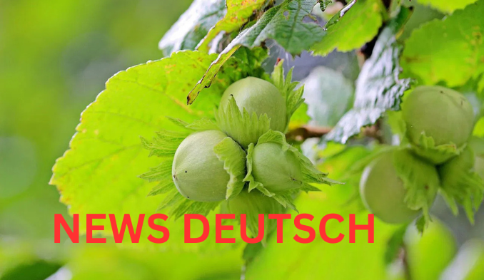 Der Haselnussstrauch Pflege, Schneiden und Kauf-Tipps für eine erfolgreiche Gartengestaltung
