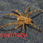 Nosferatuspinne – Die geheimnisvolle Jägerin mit der unheimlichen Aura