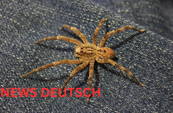 Nosferatuspinne – Die geheimnisvolle Jägerin mit der unheimlichen Aura