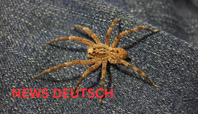Nosferatuspinne – Die geheimnisvolle Jägerin mit der unheimlichen Aura